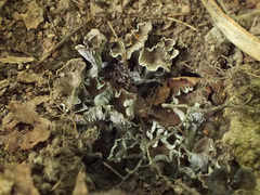 Craterellus cinereus