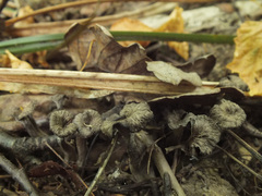 Craterellus cinereus