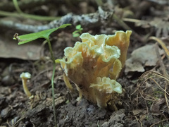 Craterellus luteus