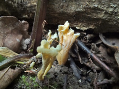 Craterellus luteus