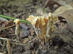 Craterellus luteus