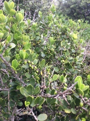 Melicytus orarius