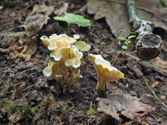 Craterellus luteus