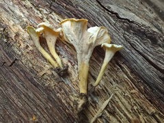 Craterellus luteus