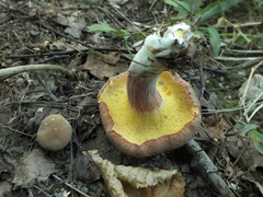Xerocomellus ripariellus