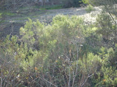 Haemorhous mexicanus