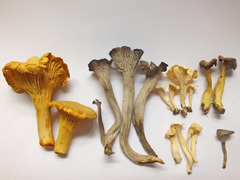 Craterellus luteus