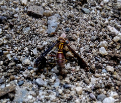 Polistes arizonensis