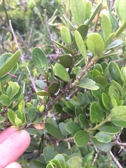 Melicytus orarius