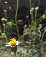 Tridax procumbens