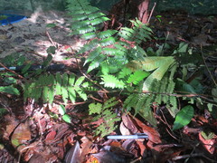 Cyathea lasiosora