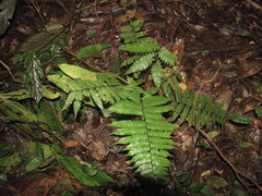 Cyathea lasiosora