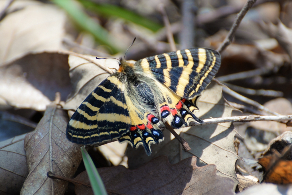 ウスバアゲハ亜科 (亜科 Parnassiinae) · iNaturalist