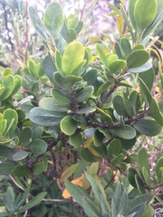 Melicytus orarius