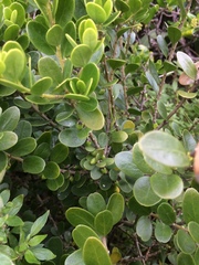 Melicytus orarius