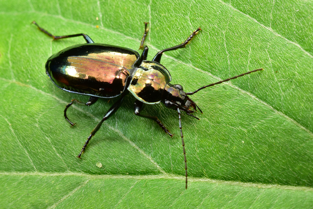 Dyscolus caeruleomarginatus