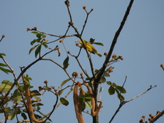 Setophaga petechia image