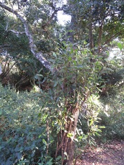 Euclea natalensis natalensis