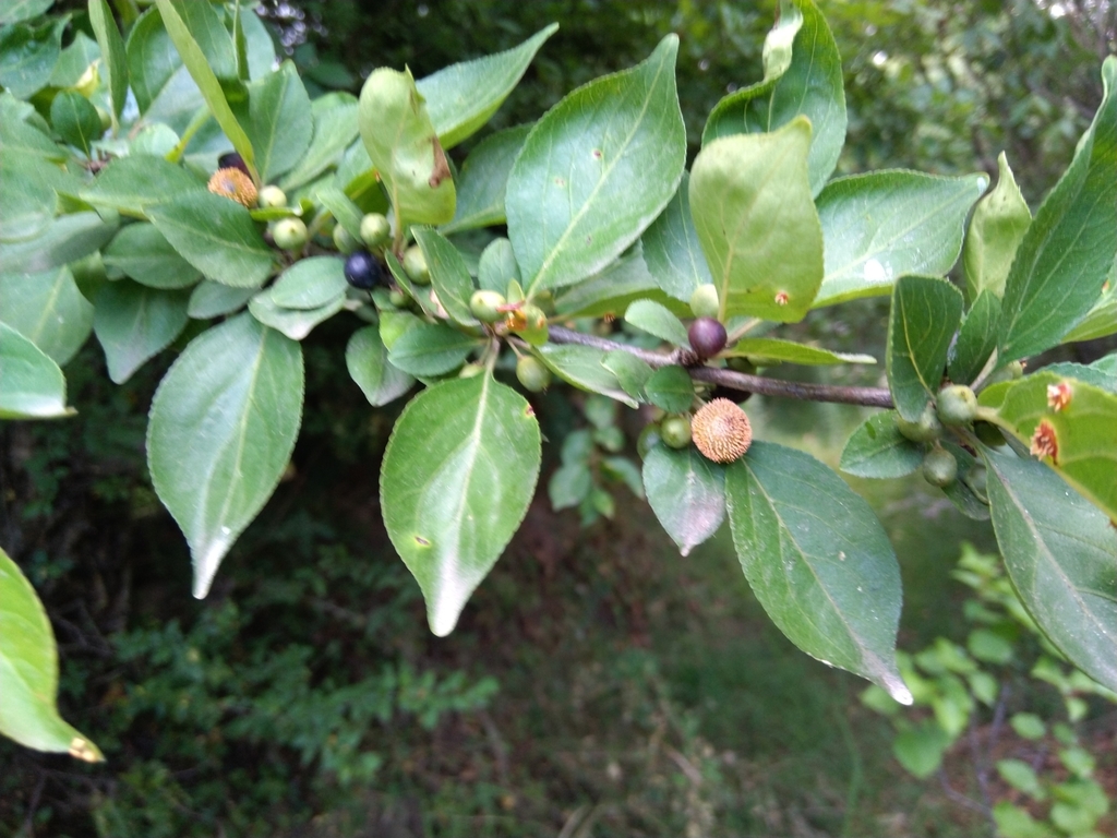 Rhamnus virgata; photograph (c) Ramnarayan K, some rights reserved (CC BY)