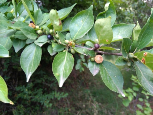Bunchberry Buckthorn (Rhamnus virgata)
