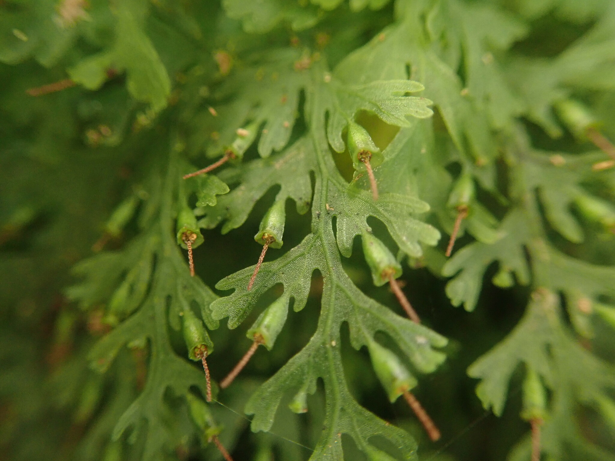 Vandenboschia davallioides