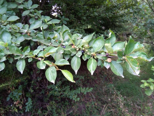Image of Rhamnus virgata by (c) Ramnarayan K, some rights reserved (CC BY)