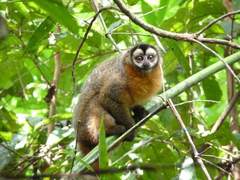 Aotus nigriceps