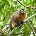 Black-headed Night Monkey - Photo (c) bs10aco, some rights reserved (CC BY-NC), uploaded by bs10aco