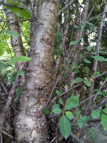 Image of Rhamnus virgata by (c) Ramnarayan K, some rights reserved (CC BY)