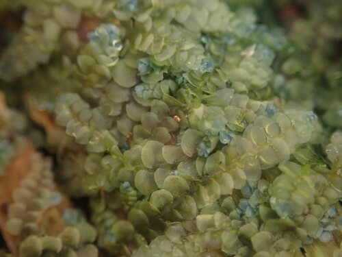 Calypogeia cuspidata