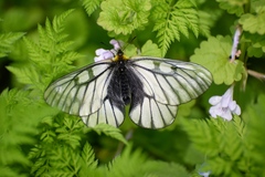 Parnassius glacialis