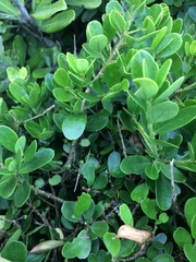 Melicytus orarius