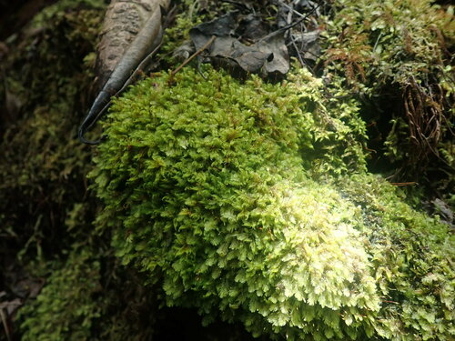 Radulina hamata