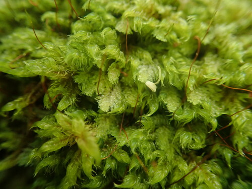 Radulina hamata
