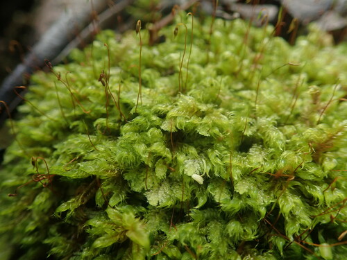 Acroporium fuscoflavum