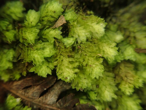 Distichophyllum freycinetii