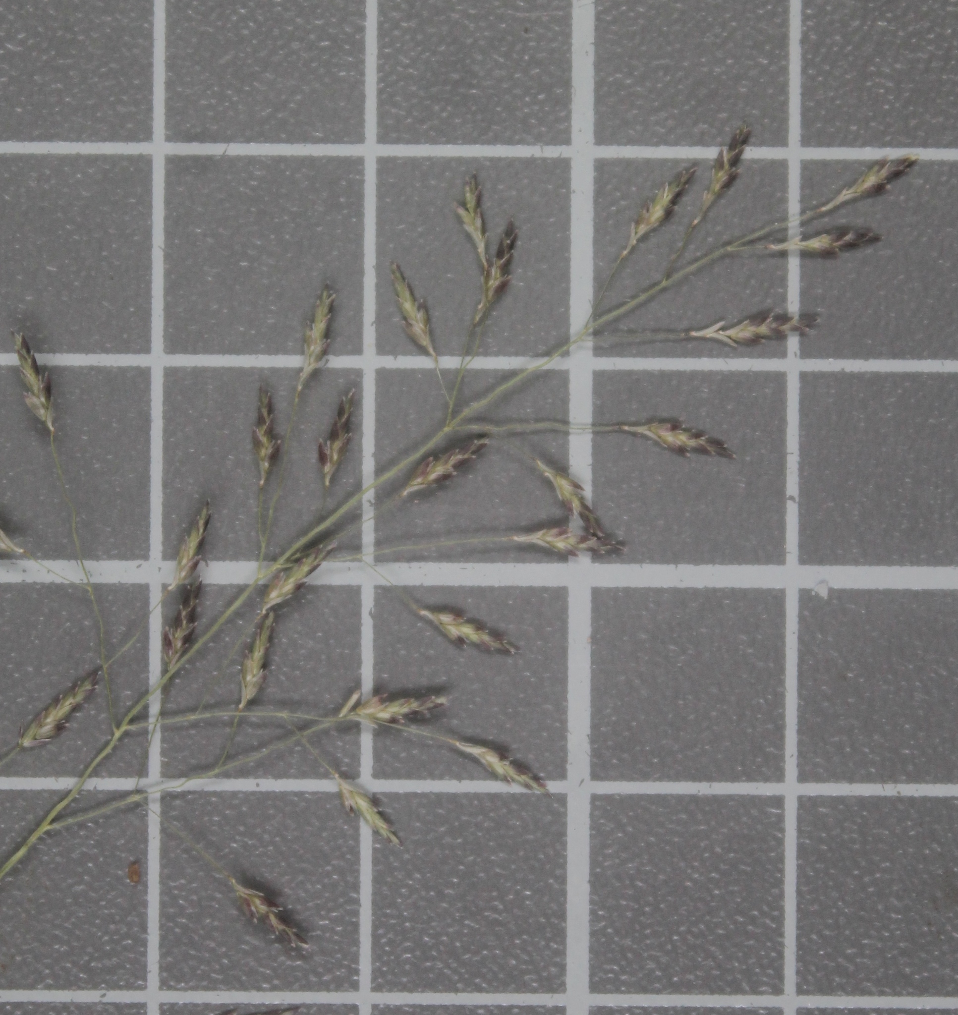 Eragrostis pectinacea var. miserrima