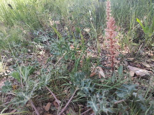 Image of Orobanche amethystea by (c) Augustin Soulard, some rights reserved (CC BY)