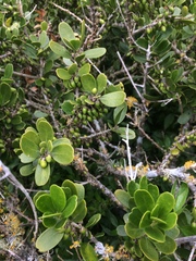 Melicytus orarius