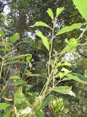 Euclea natalensis natalensis