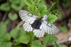Parnassius glacialis