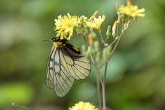 Parnassius glacialis
