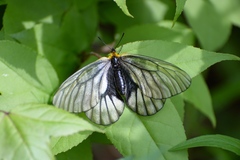 Parnassius glacialis