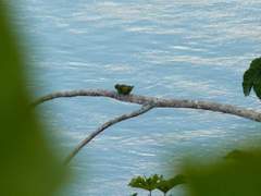 Brotogeris cyanoptera