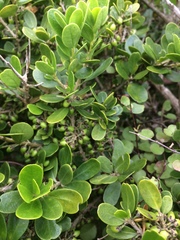 Melicytus orarius