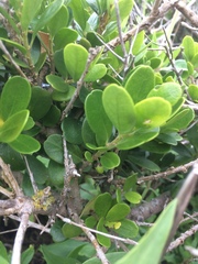 Melicytus orarius