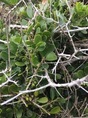 Melicytus orarius