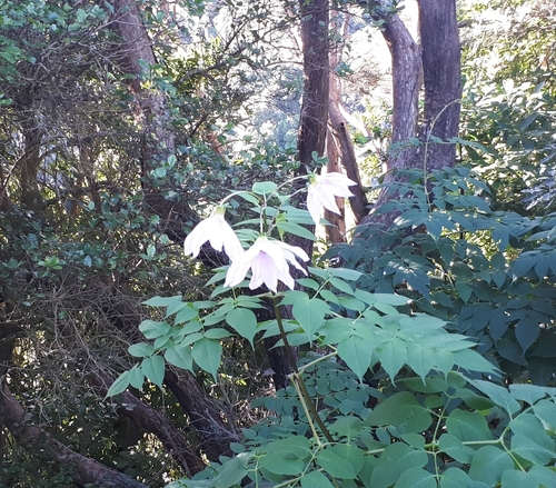 Dahlia imperialis