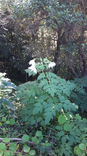 Dahlia imperialis