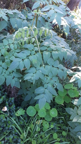 Dahlia imperialis